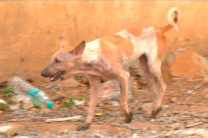 salem-dog-bite-rabies-death-handloom-worker