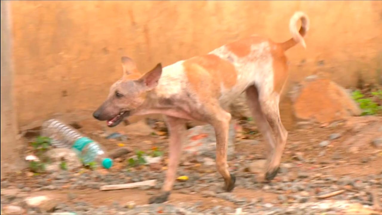 salem-dog-bite-rabies-death-handloom-worker